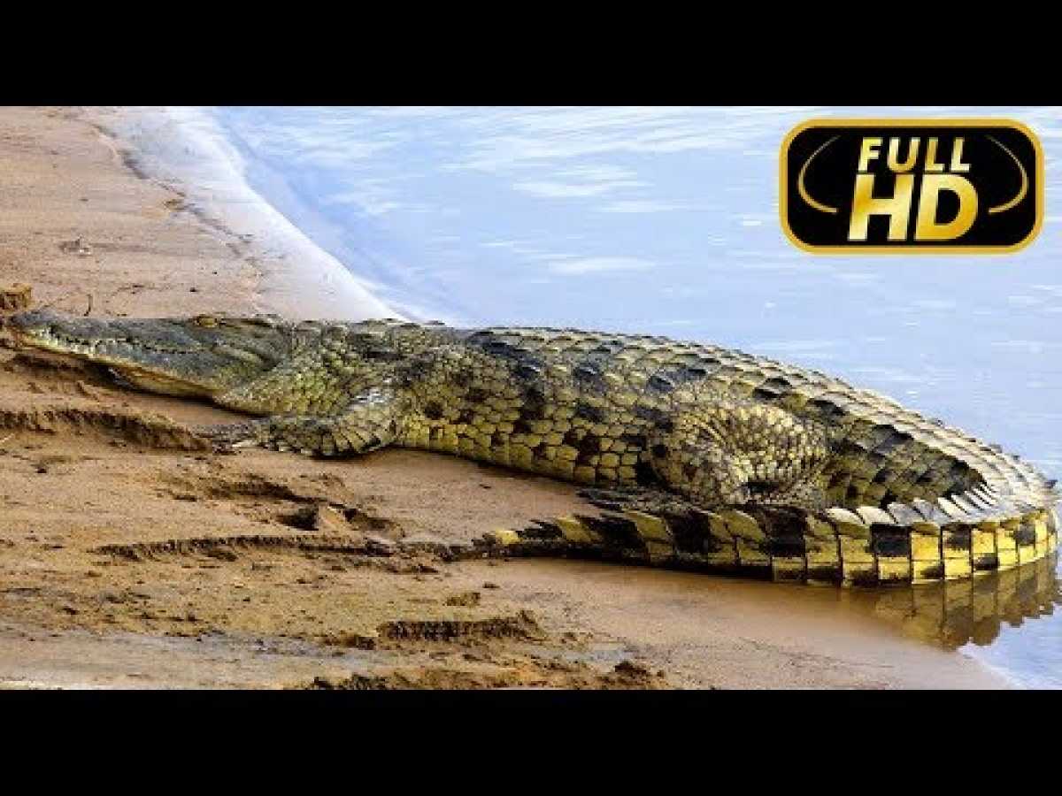 Sky Safari. Australia / FULL HD - Documentary Films on Amazing Animals TV