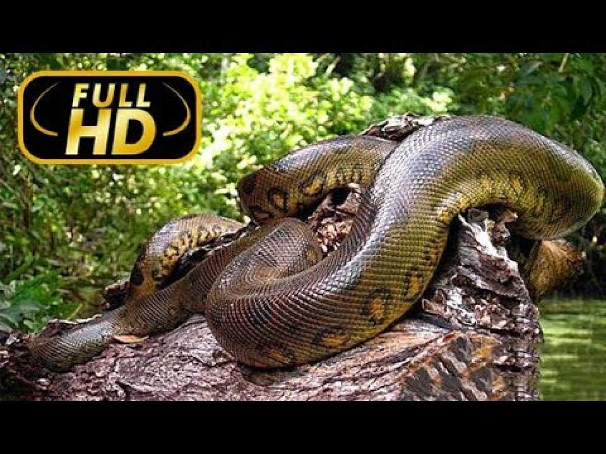 Biggest Snake. Giants the World of Animals / FULL HD - Documentary on Amazing Animals TV