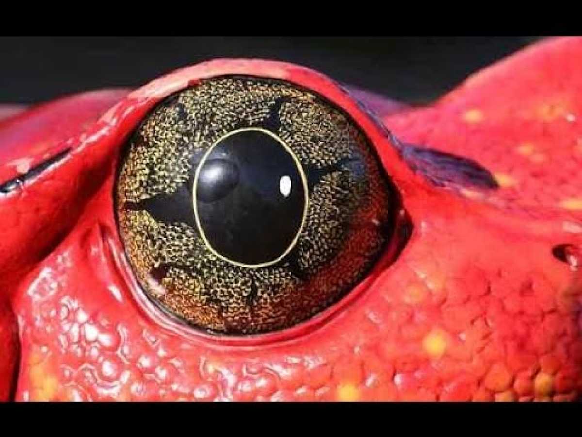 Documentaries Discovery channel animals - Amazing Evolution of Eyes Nature Documentary Animal planet
