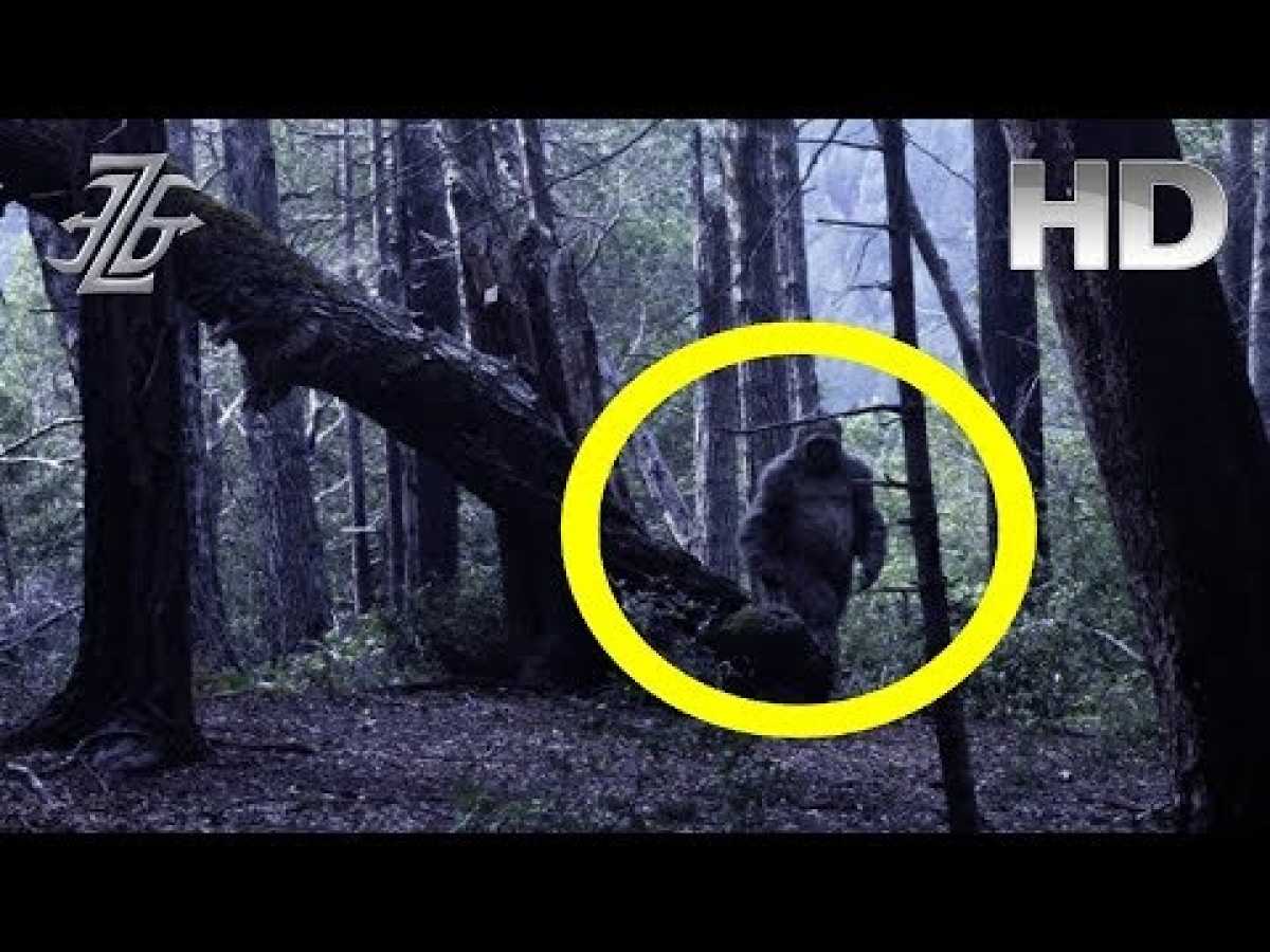 New Bigfoot Documentary 2018 the Most Elusive Creature on Earth Has Been Caught on Camera