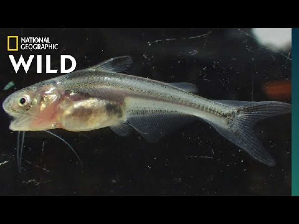 Searching for Giant Catfish Babies on the Mekong | Nat Geo Wild