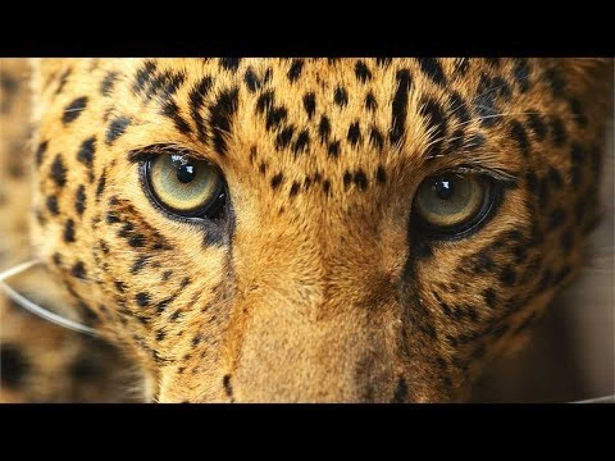 The Man-Eating Leopard - BBC, Nat Geo and Discovery Documentaries