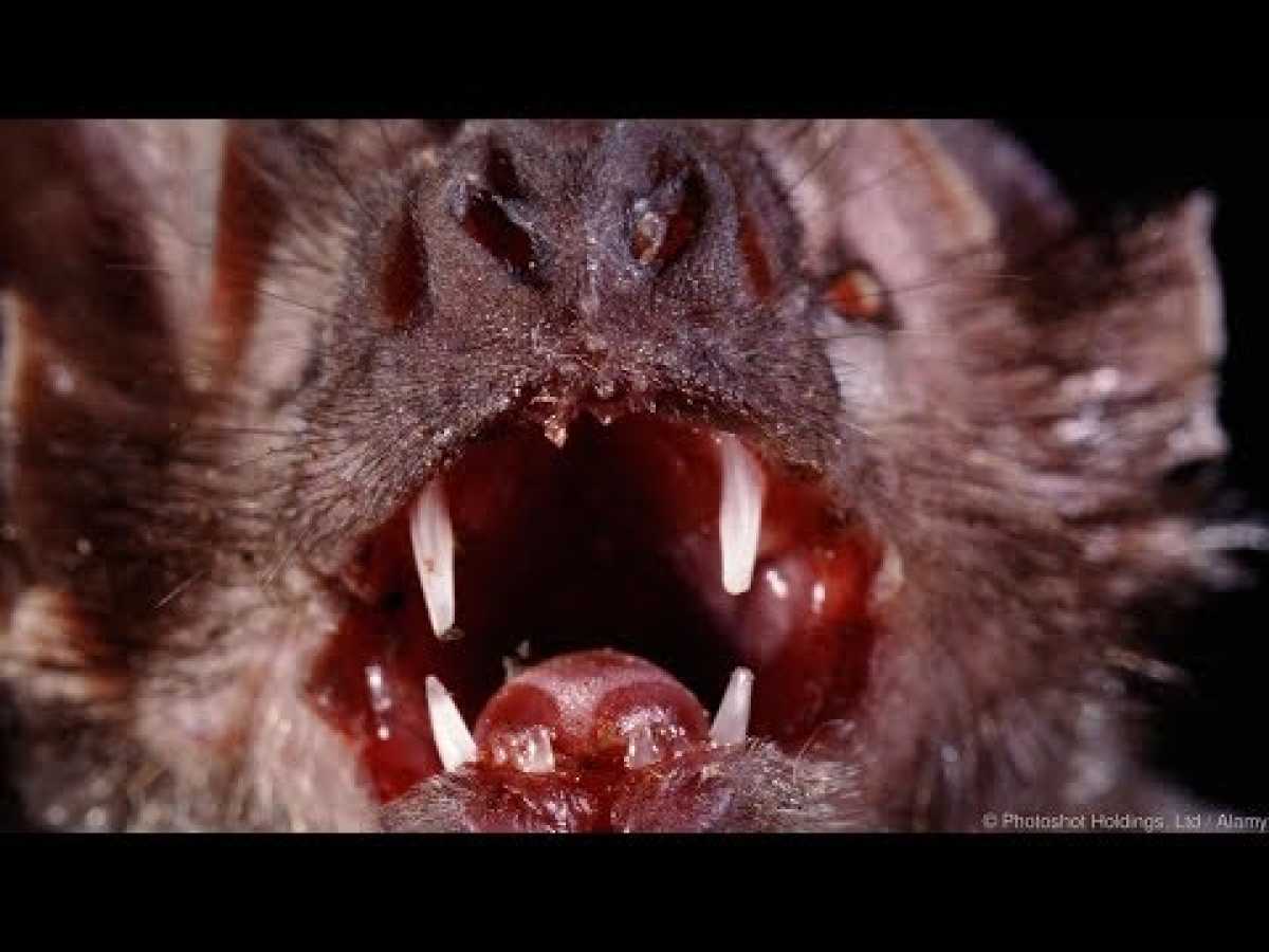 Killer Amazon Bats - Amazing Austin Steven's Wildlife Documentary