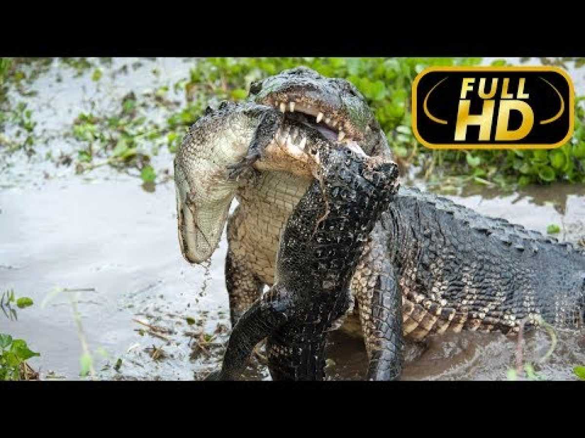 Amazonia&#039;s Giant Jaws / FULL HD - Documentary Films on Amazing Animals TV